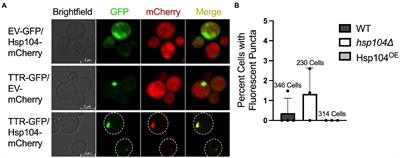 The yeast molecular chaperone, Hsp104, influences transthyretin aggregate formation